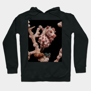 A Pygmy Seahorse in Indonesia Hoodie